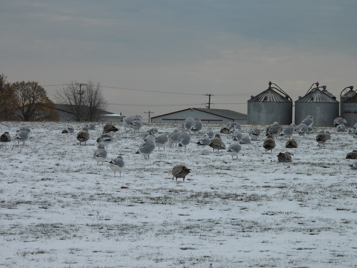 gull sp. - ML645080657