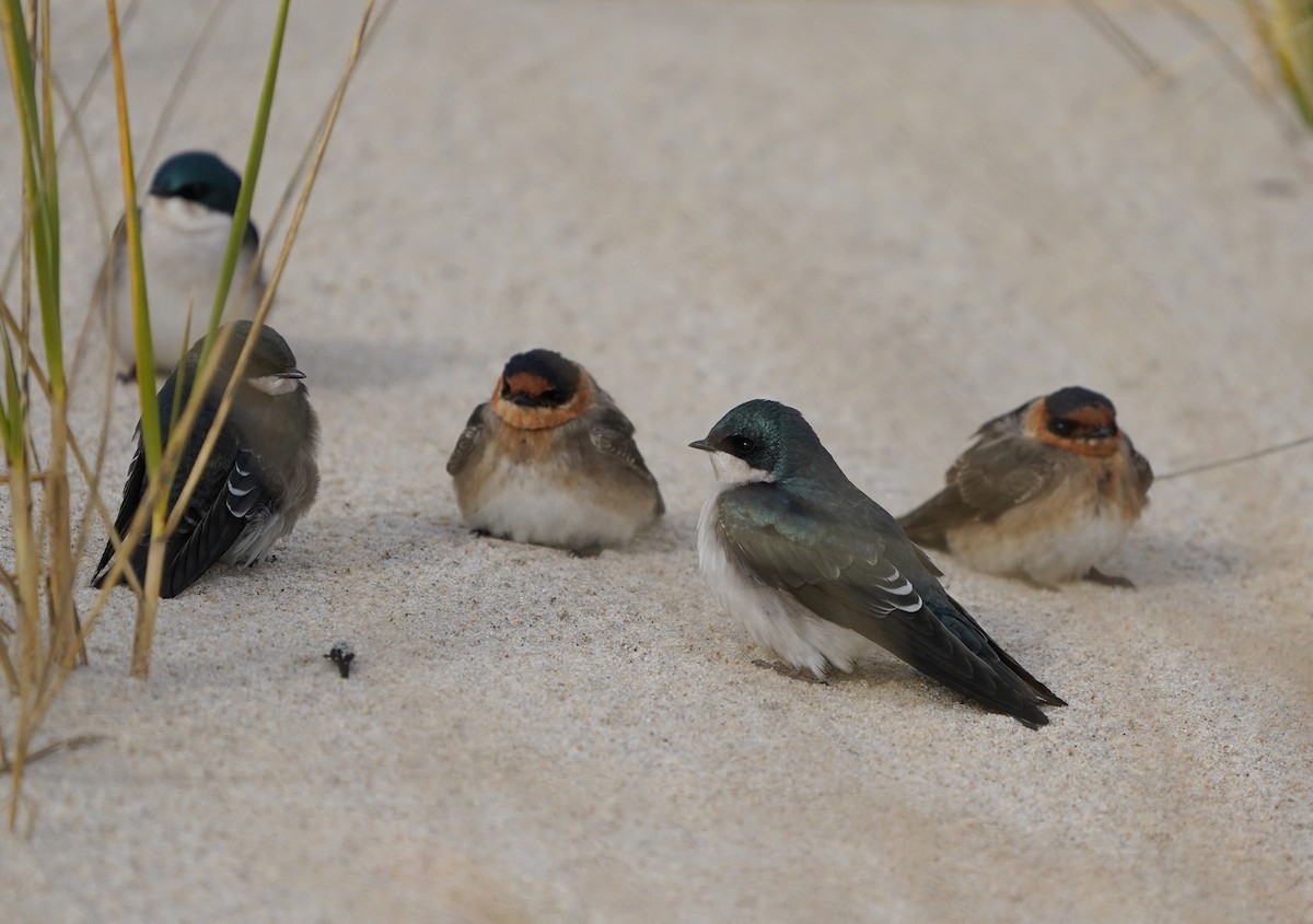 Tree Swallow - ML645080669
