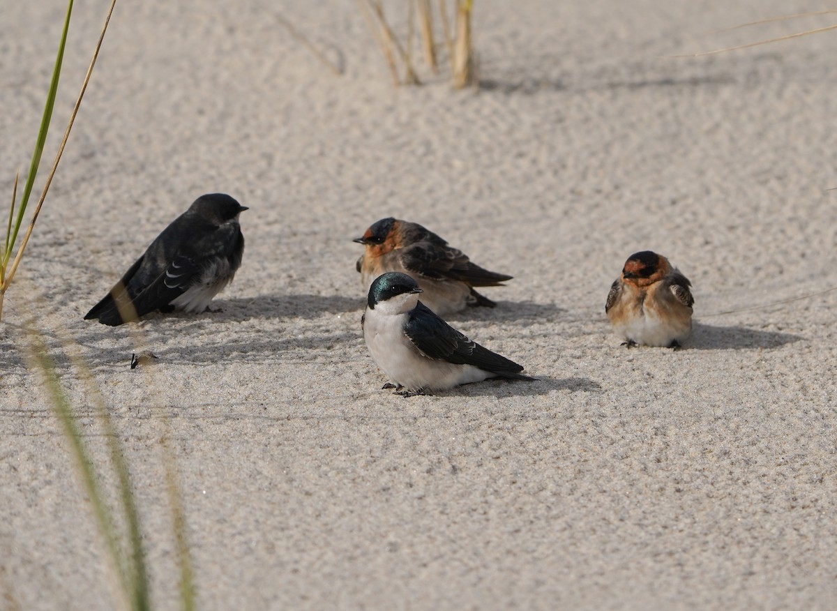 Tree Swallow - ML645080670