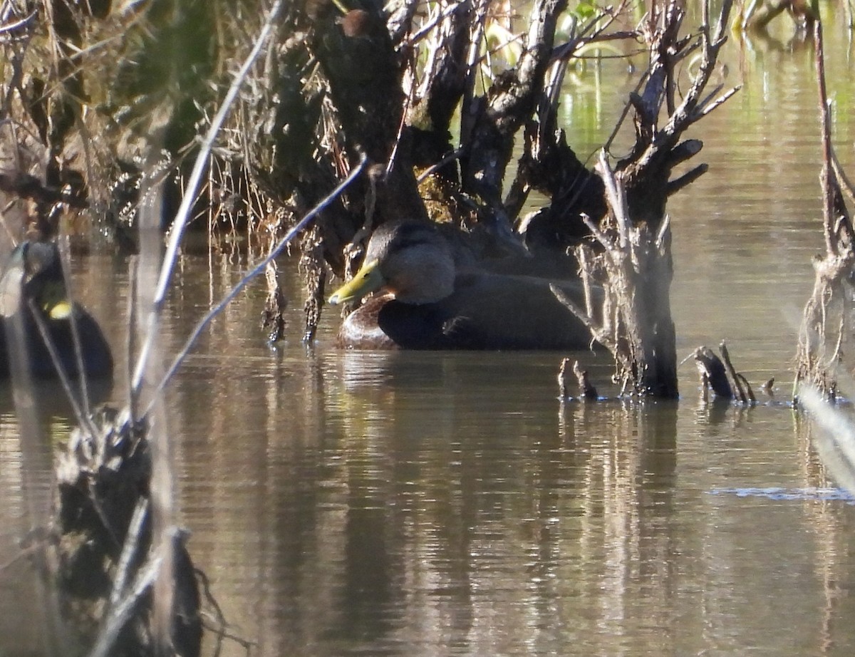 rødfotand - ML645080672