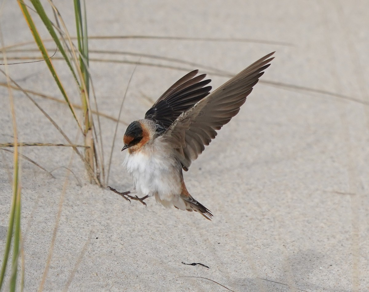 Cave Swallow - ML645080677