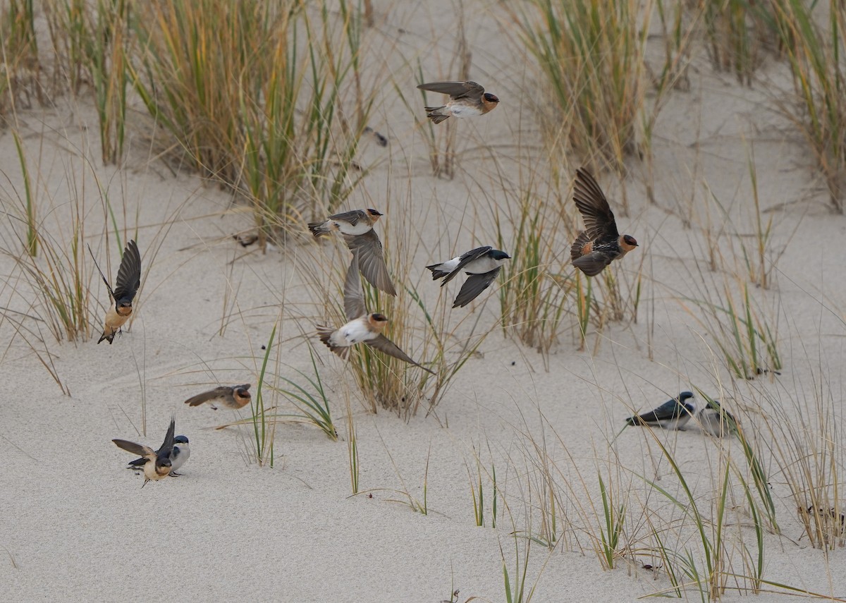 Cave Swallow - ML645080678