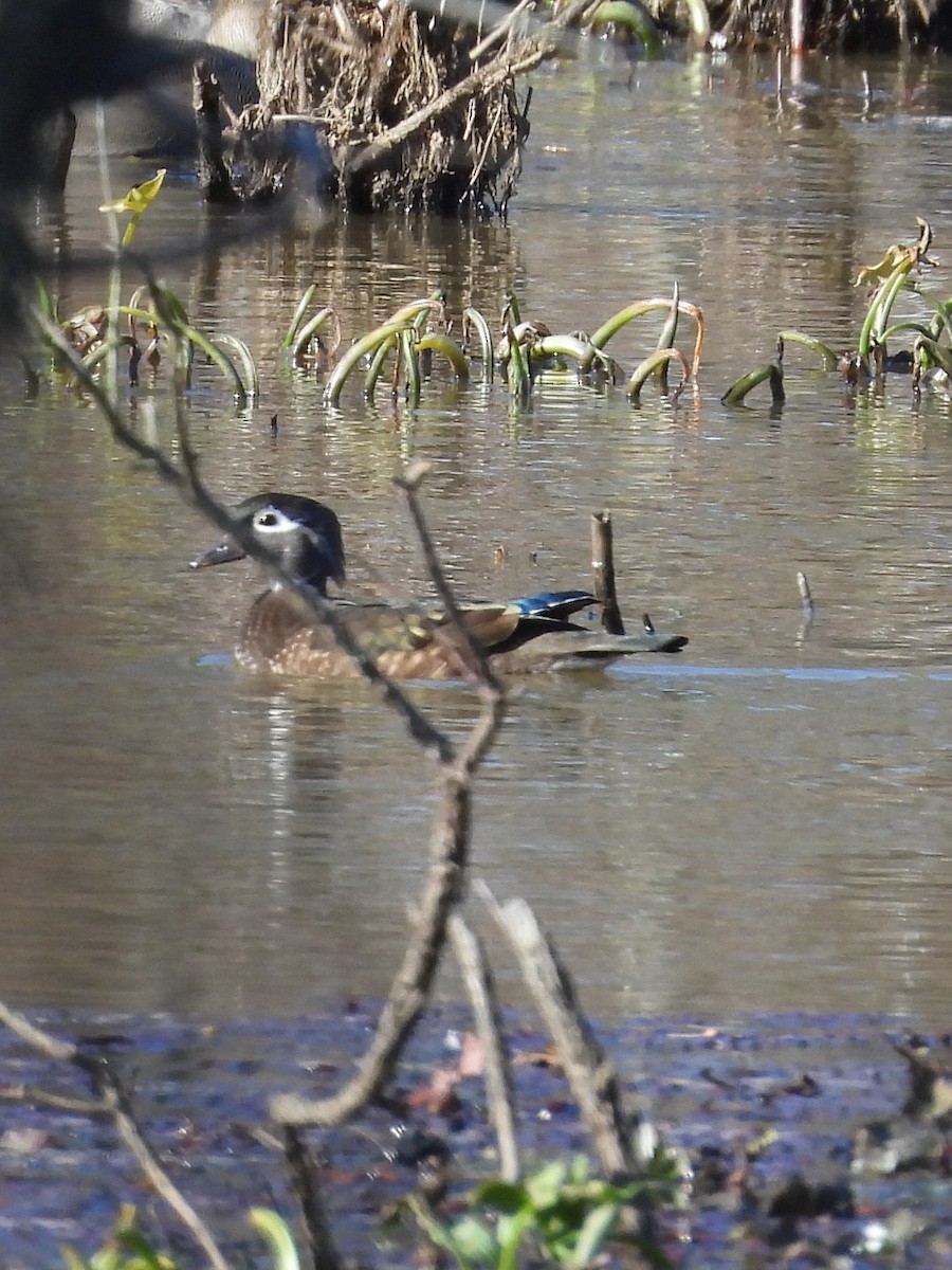 Wood Duck - ML645080680