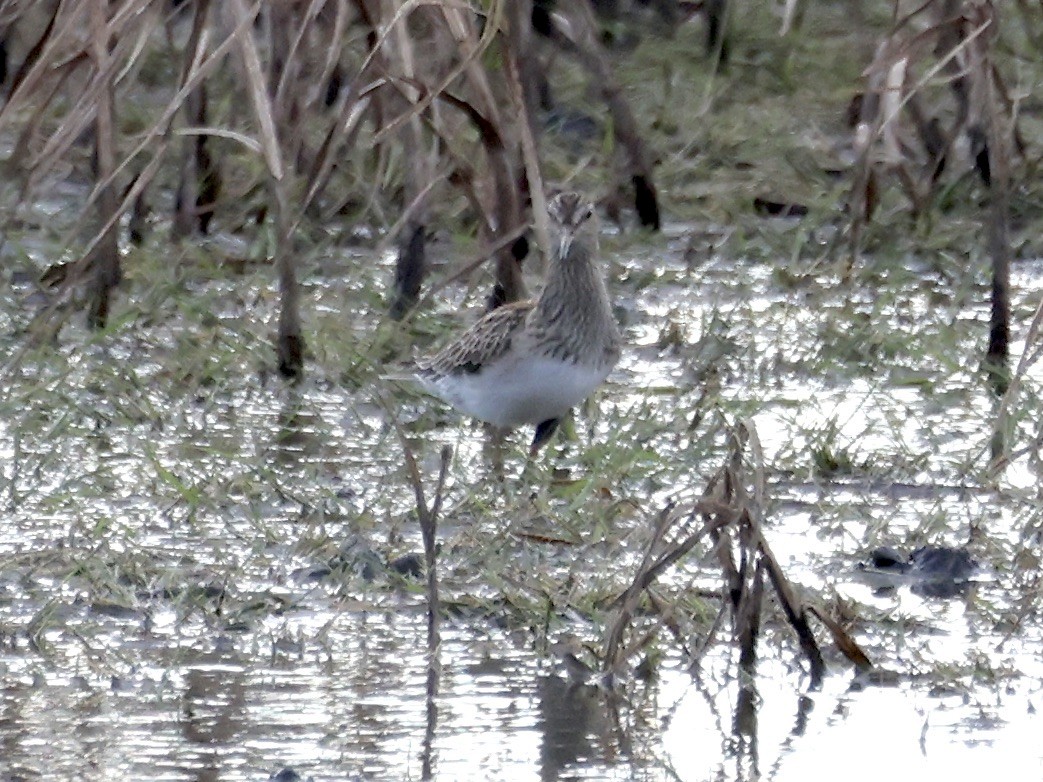 Çizgili Kumkuşu - ML645080684