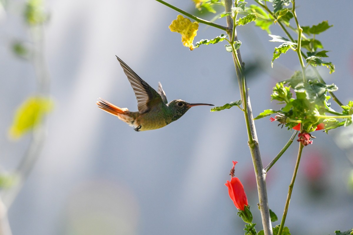 Buff-bellied Hummingbird - ML645080686