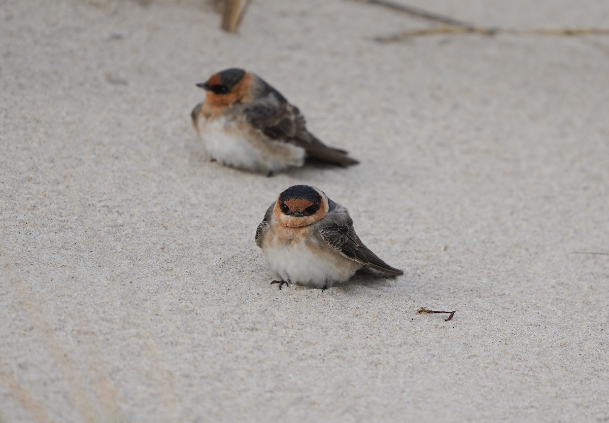 Cave Swallow - ML645080693
