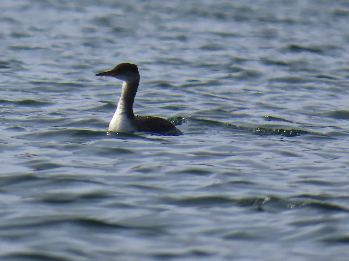 Red-necked Grebe - ML645080701