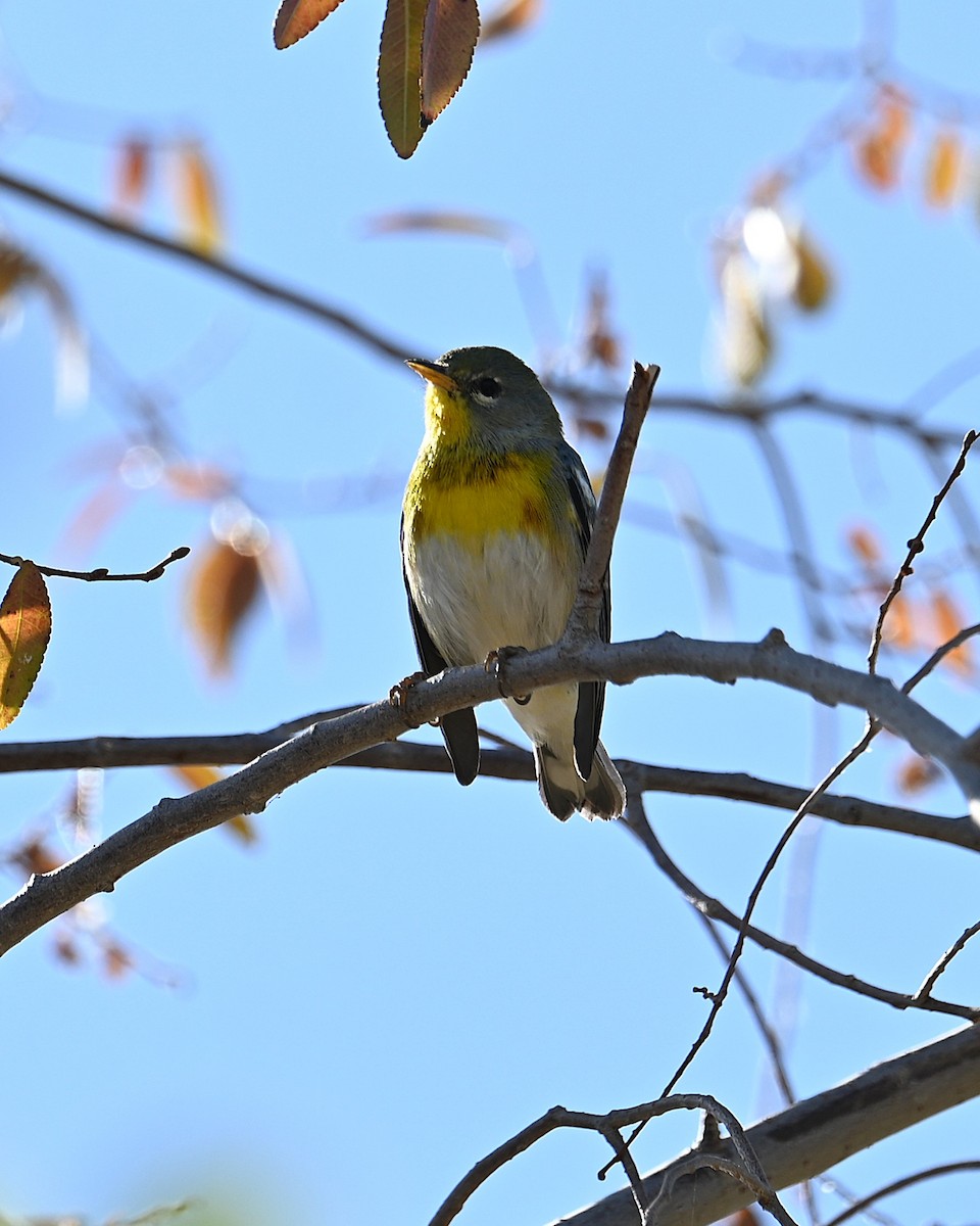 stryparula - ML645080707