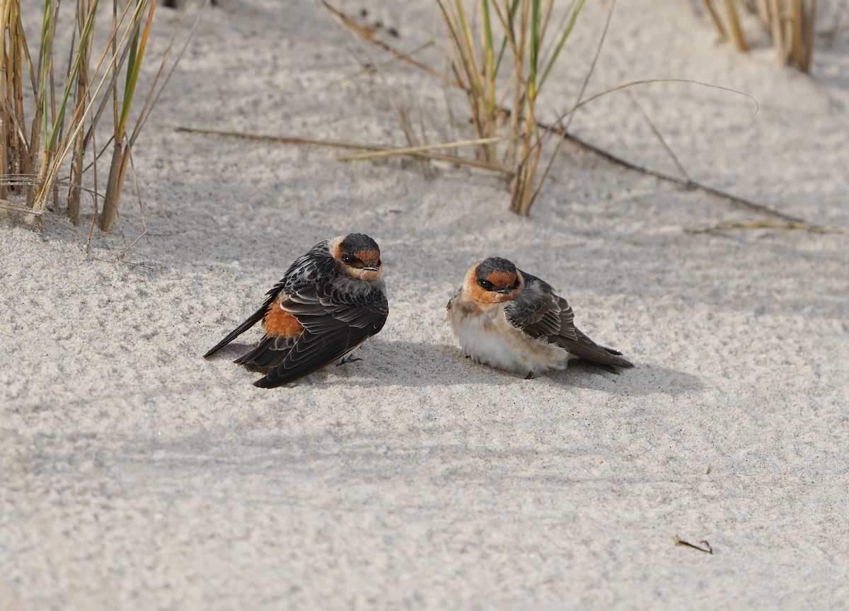 Cave Swallow - ML645080712