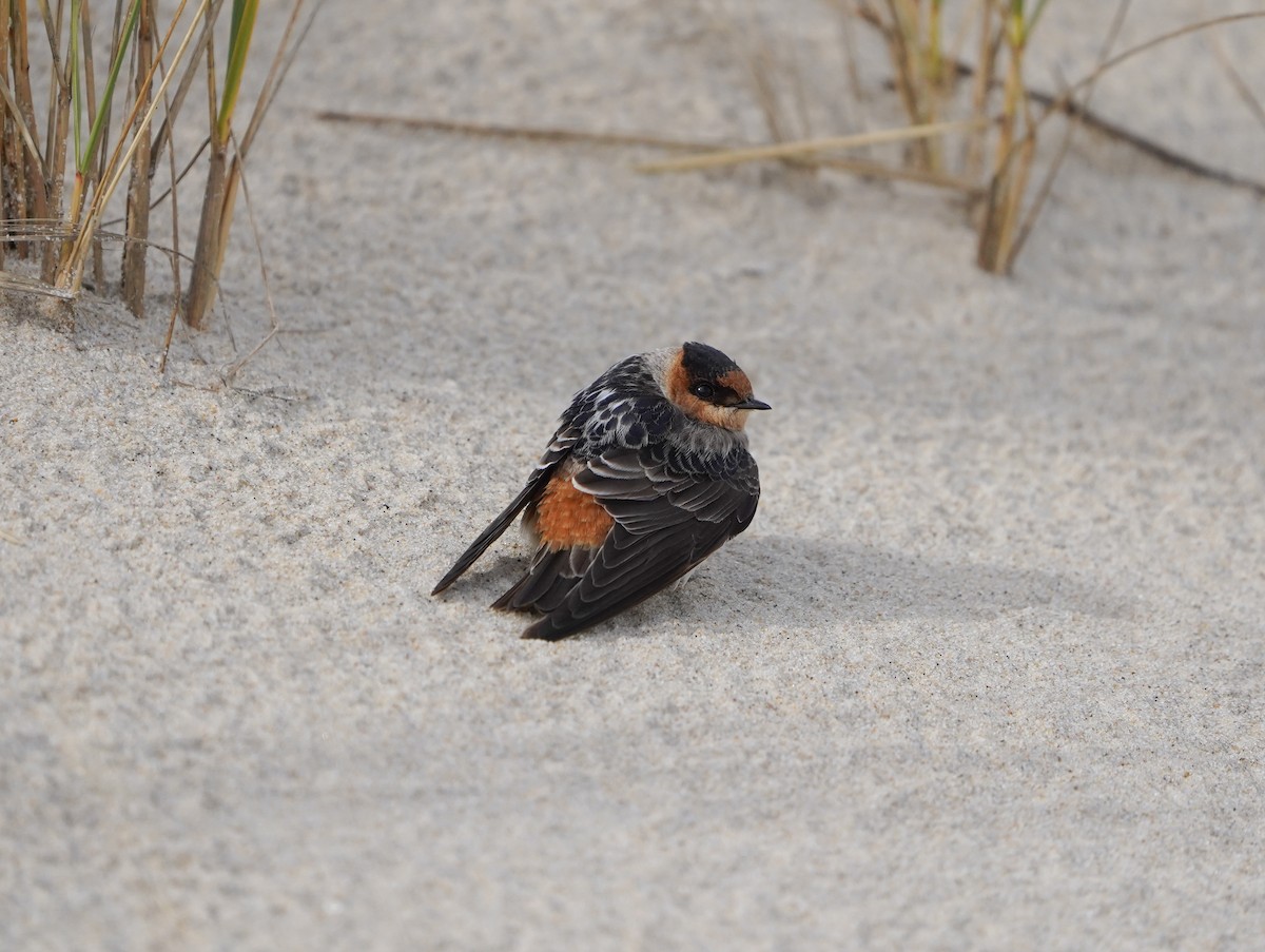 Cave Swallow - ML645080713