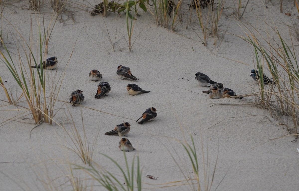 Cave Swallow - ML645080714