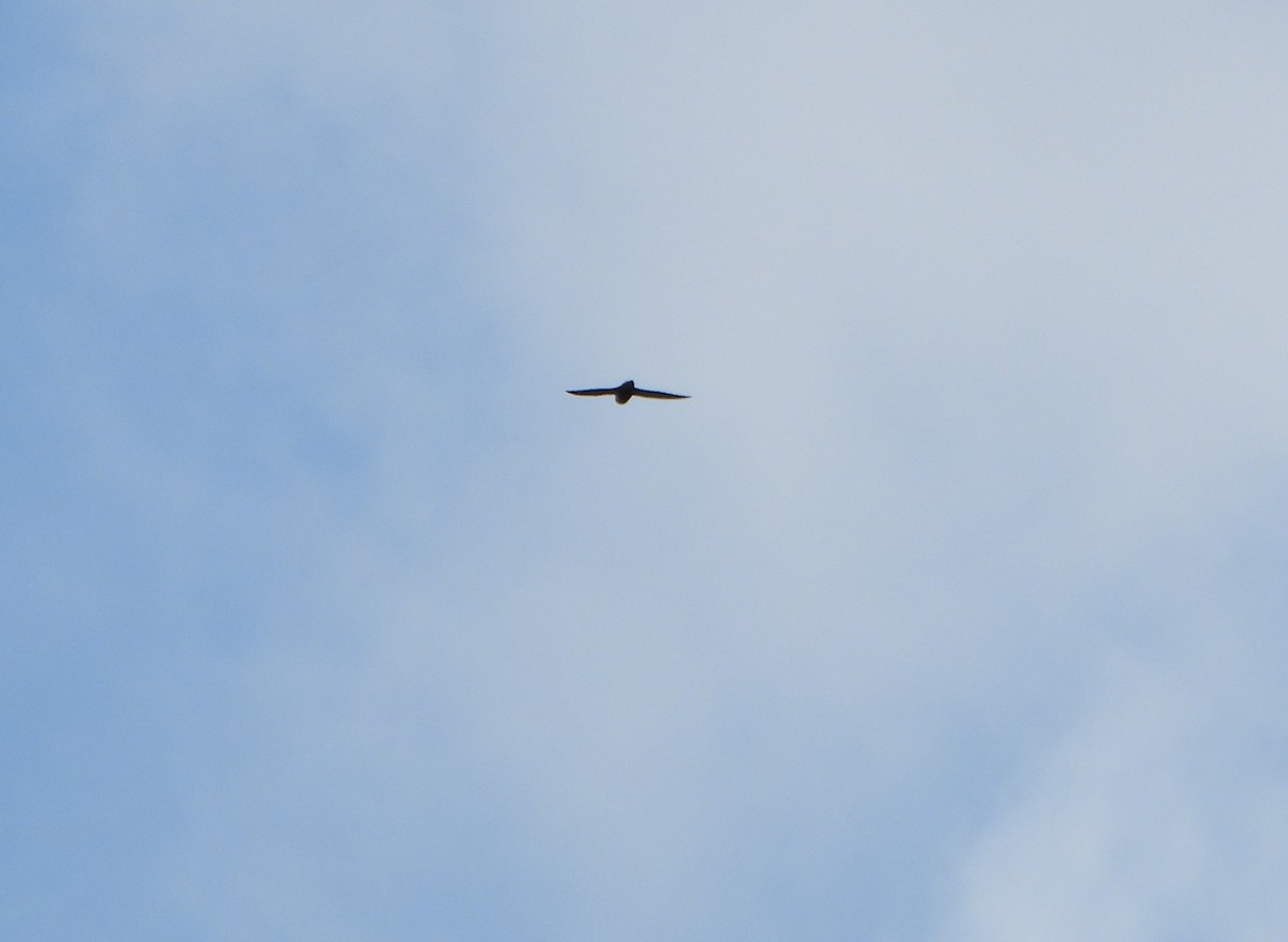 White-collared Swift - ML645080726