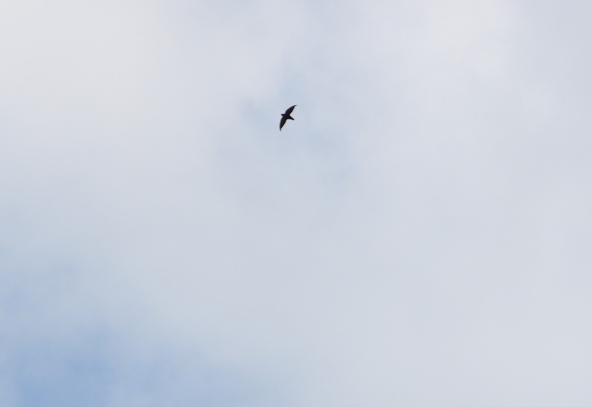 White-collared Swift - ML645080727