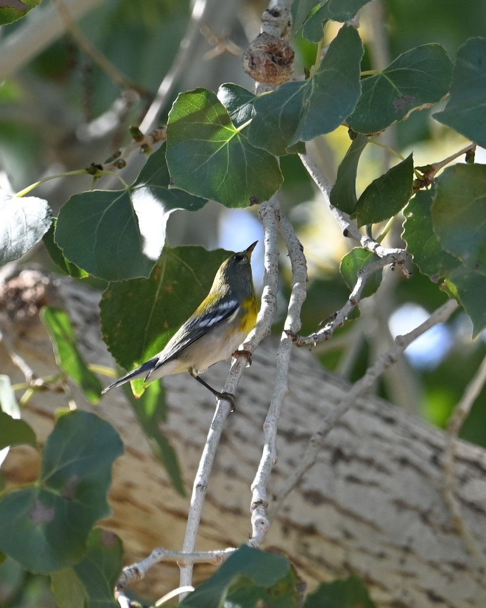 stryparula - ML645080732