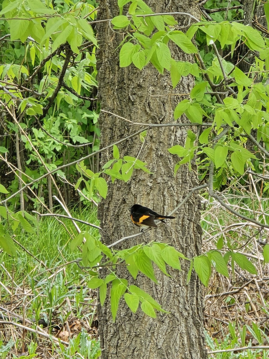 Горихвостковая древесница - ML645080733