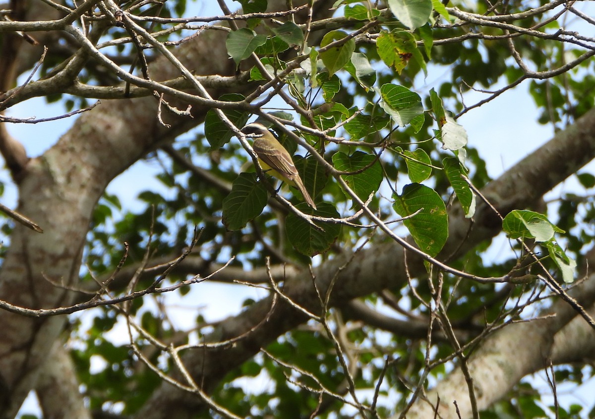 Sosyal Tiran - ML645080740