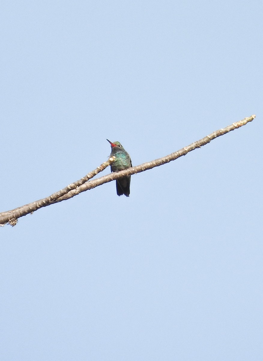 Broad-billed Hummingbird - ML645080742