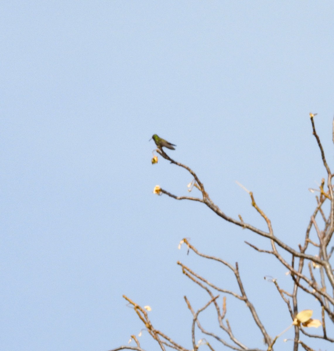 Broad-billed Hummingbird - ML645080743