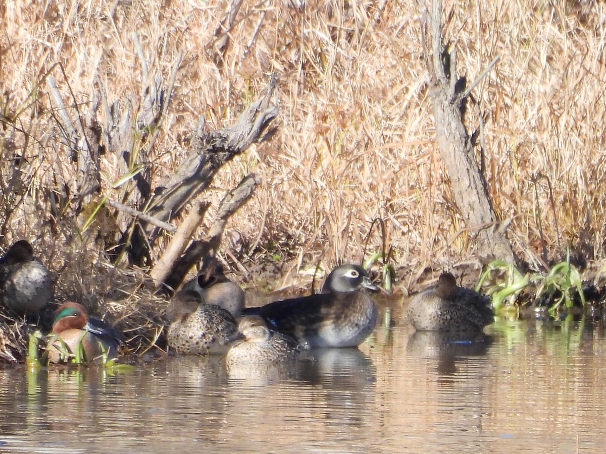 Wood Duck - ML645080747