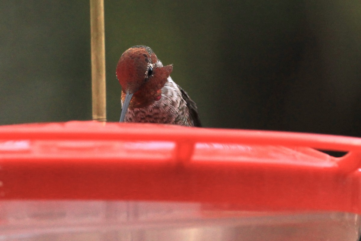Anna's Hummingbird - ML645080751