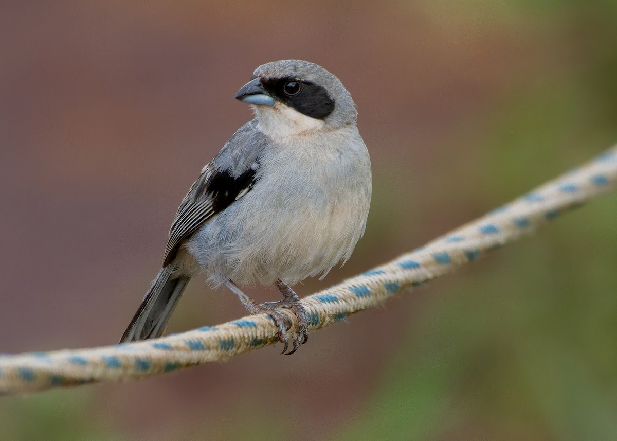 White-banded Tanager - ML645080761