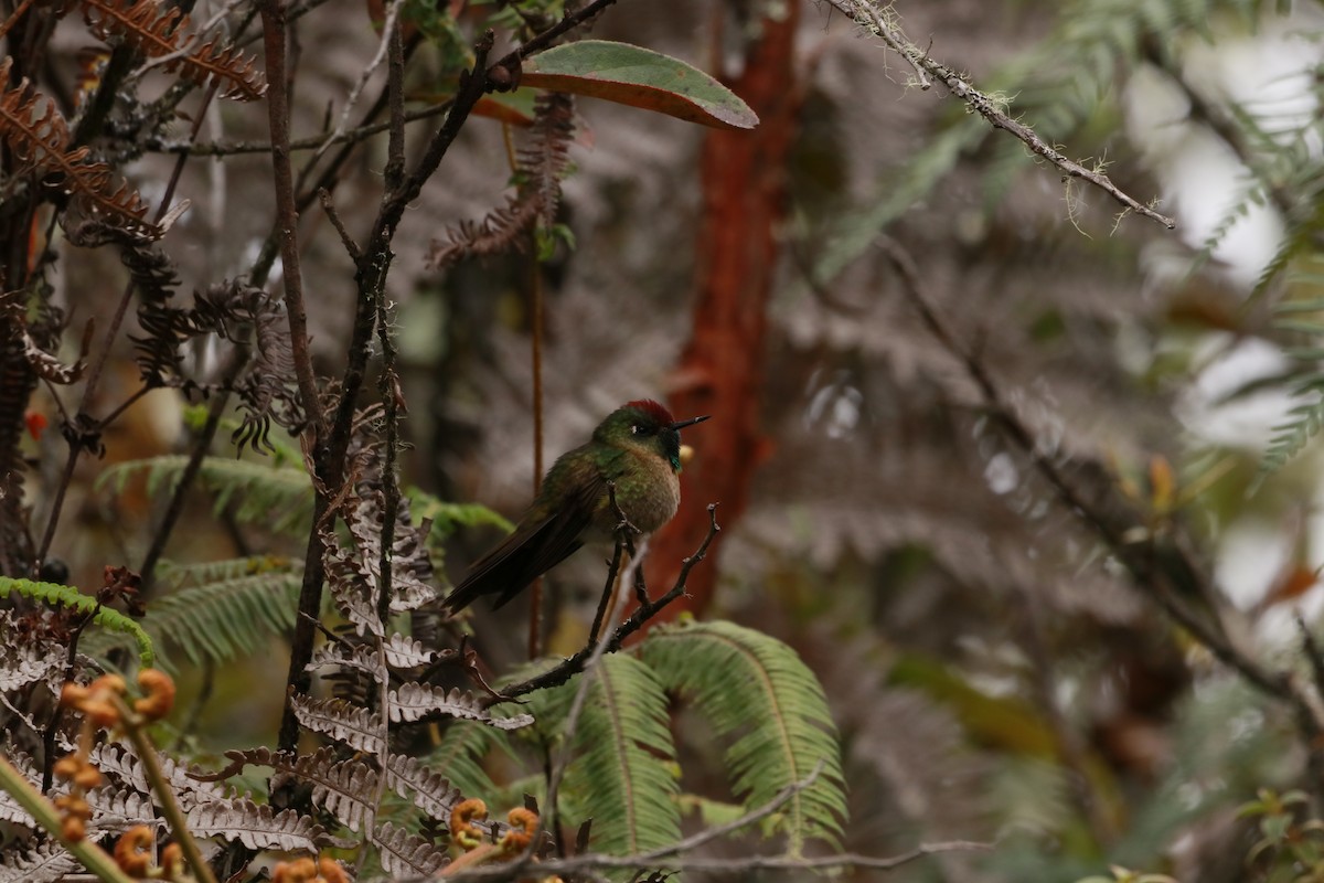 Rufous-capped Thornbill - ML645080766