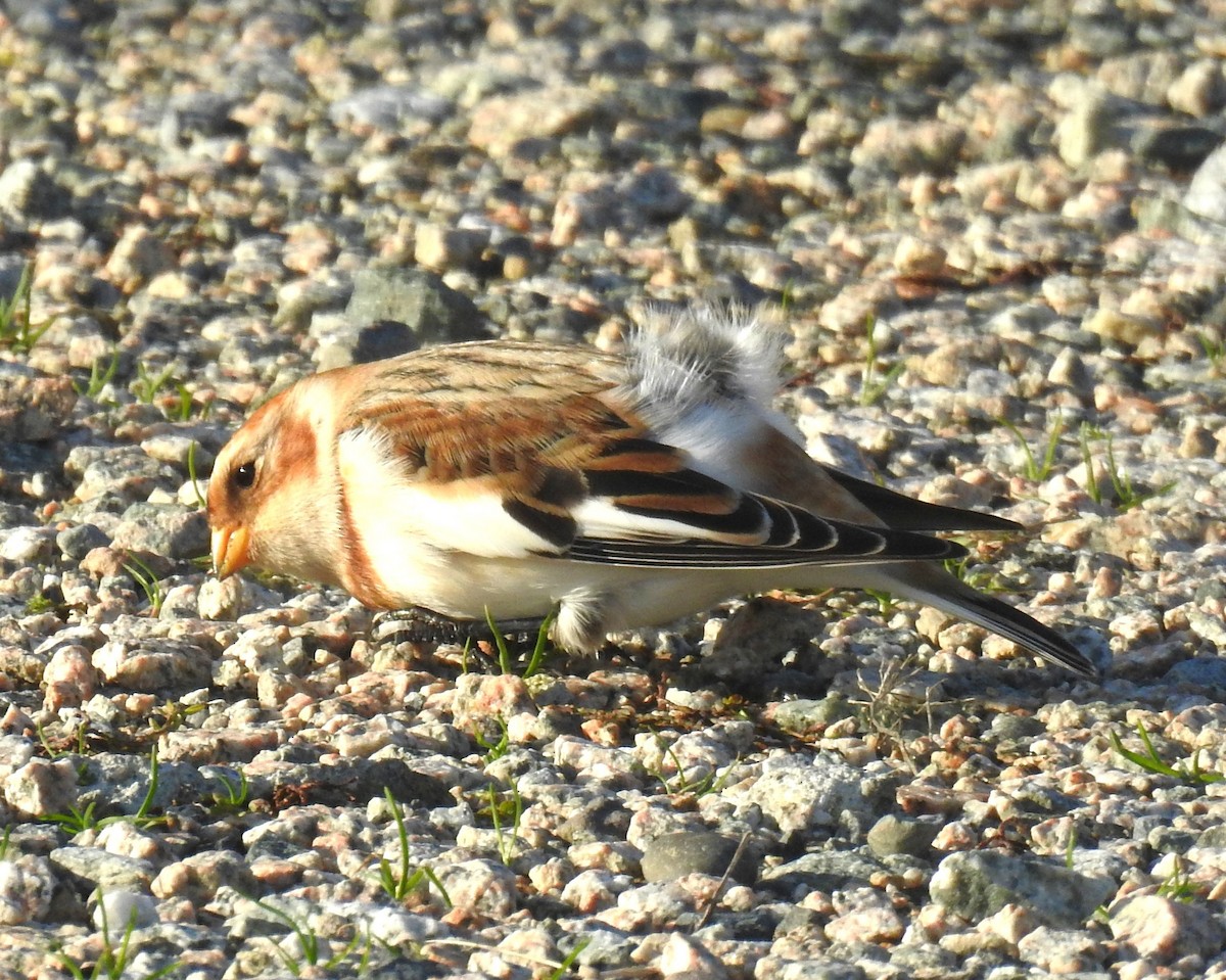 Snow Bunting - ML645080768
