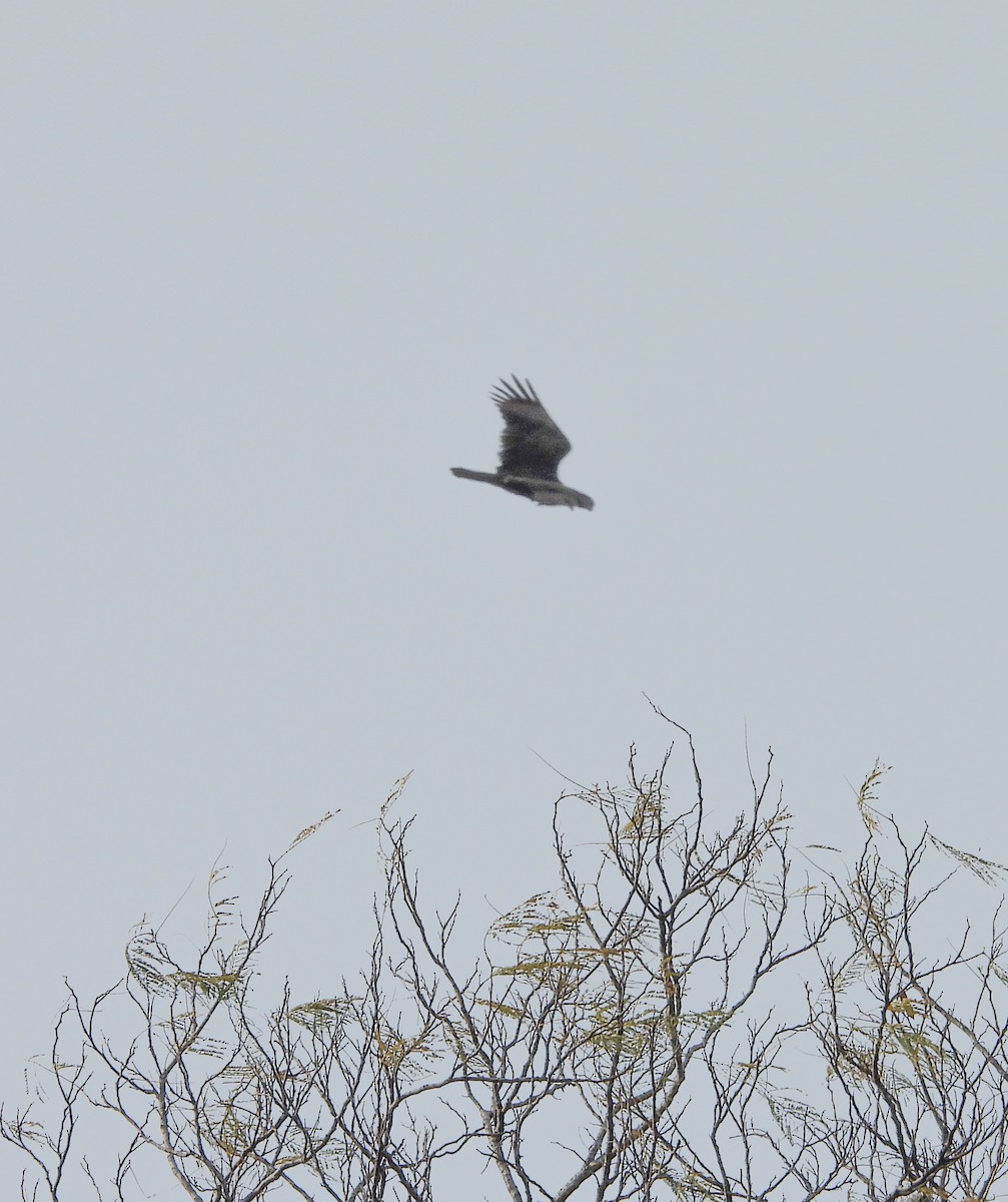 Turkey Vulture - ML645080773