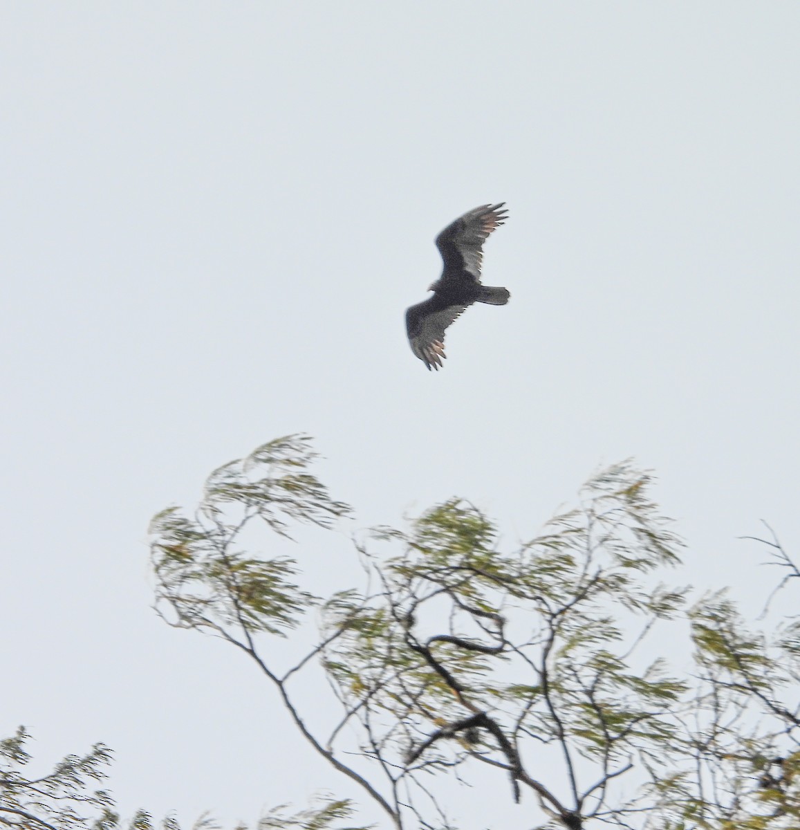 Turkey Vulture - ML645080774