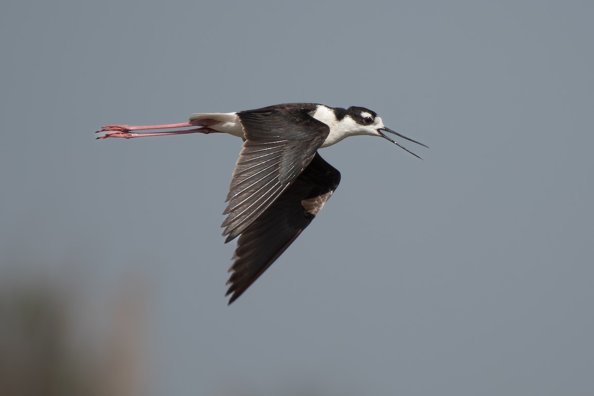 Black-necked Stilt - ML645080775