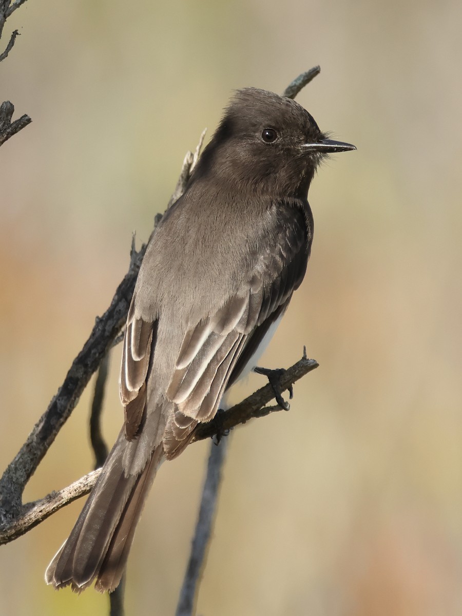Black Phoebe - ML645080780