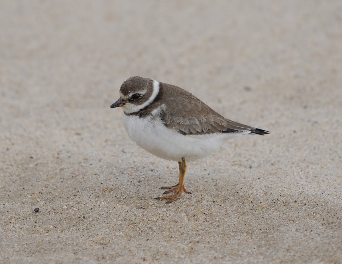 Semipalmated Plover - ML645080784