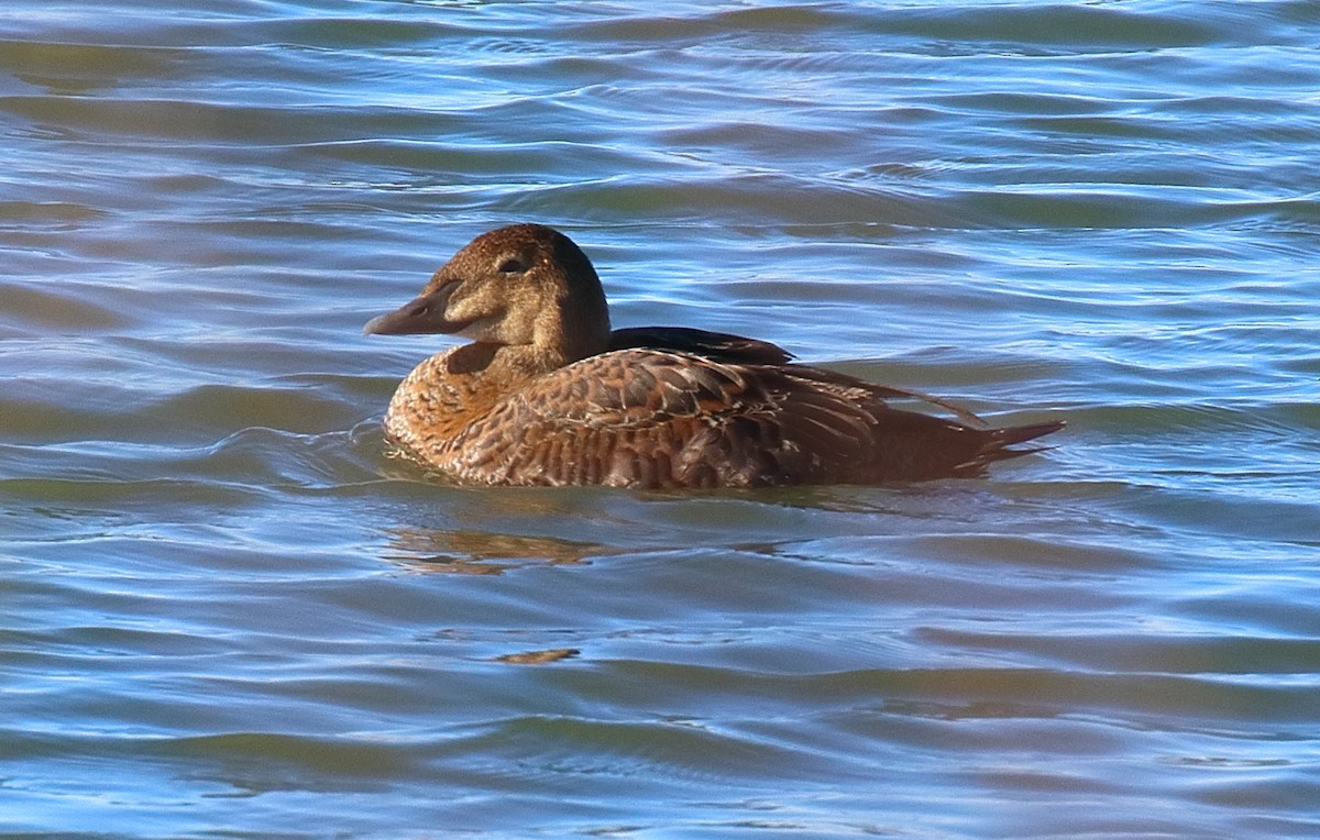 King Eider - ML645080792