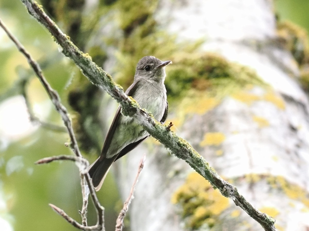 Western Wood-Pewee - ML645080794
