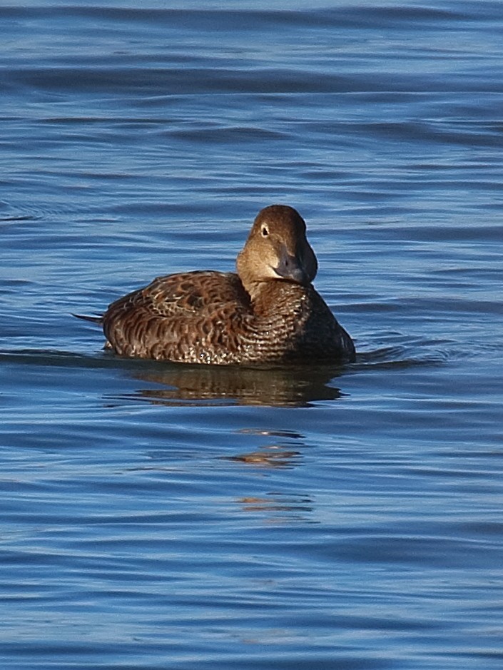 King Eider - ML645080796