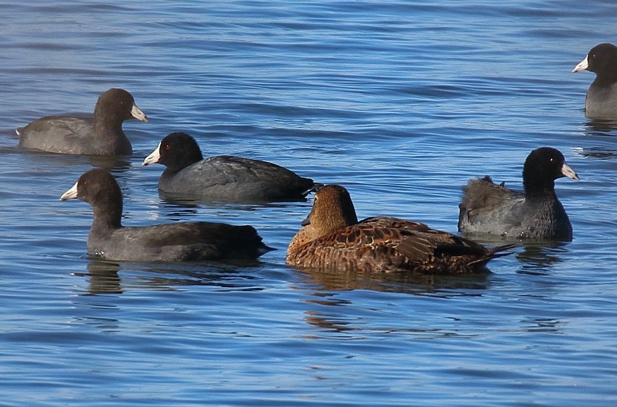 King Eider - ML645080799
