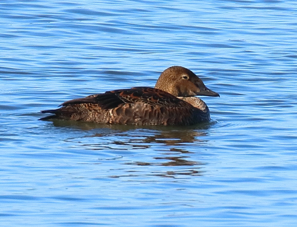 King Eider - ML645080812