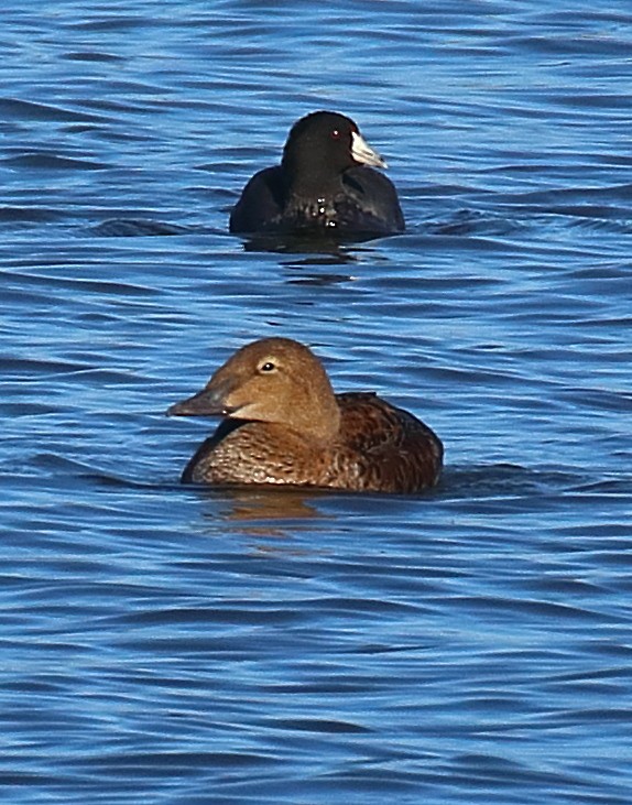 King Eider - ML645080817