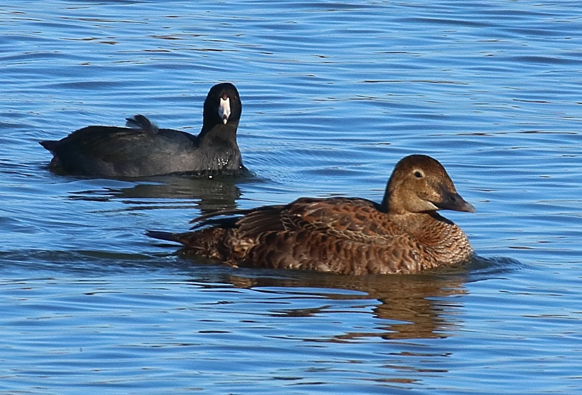 King Eider - ML645080819