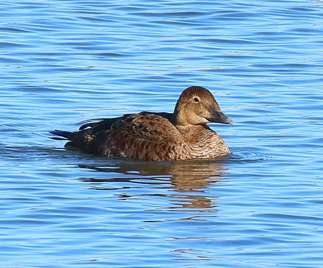 King Eider - ML645080820
