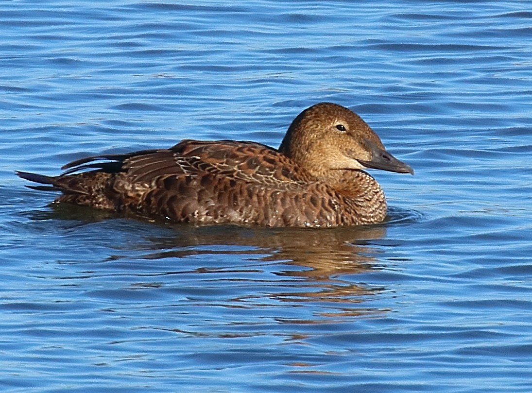 King Eider - ML645080824