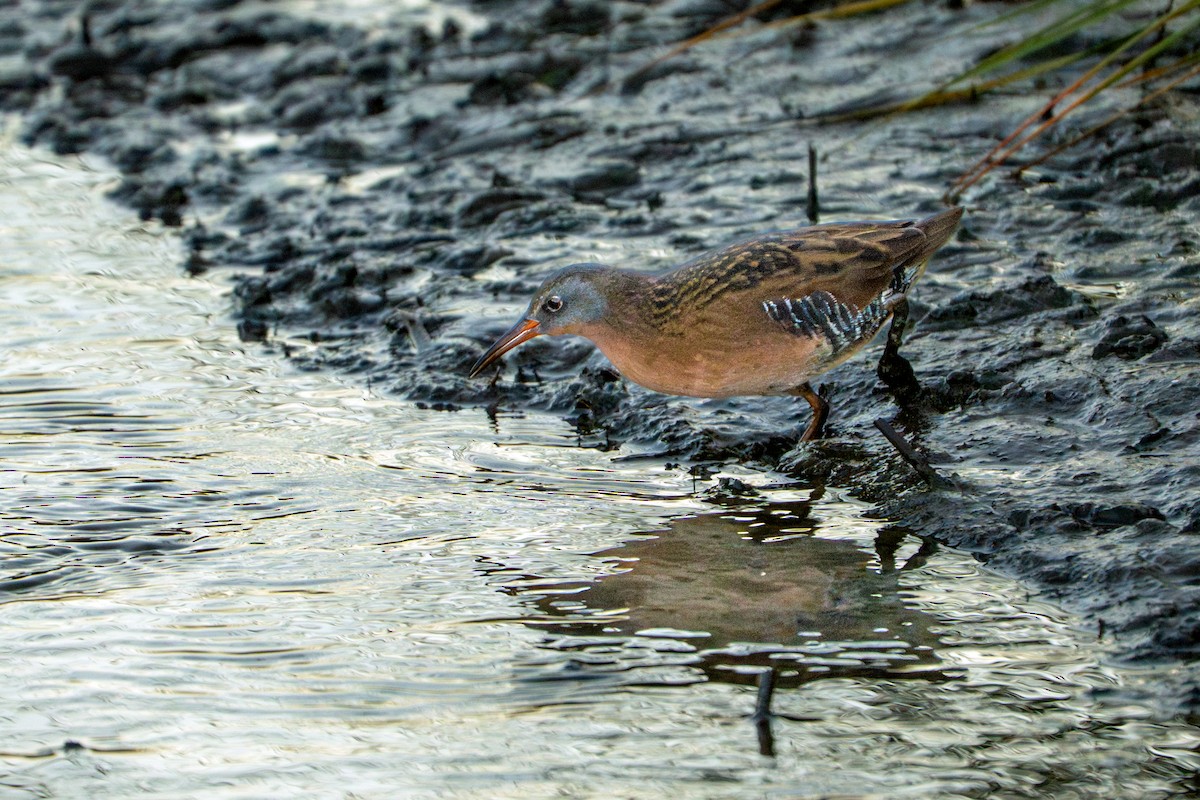 Пастушок віргінський - ML645080828