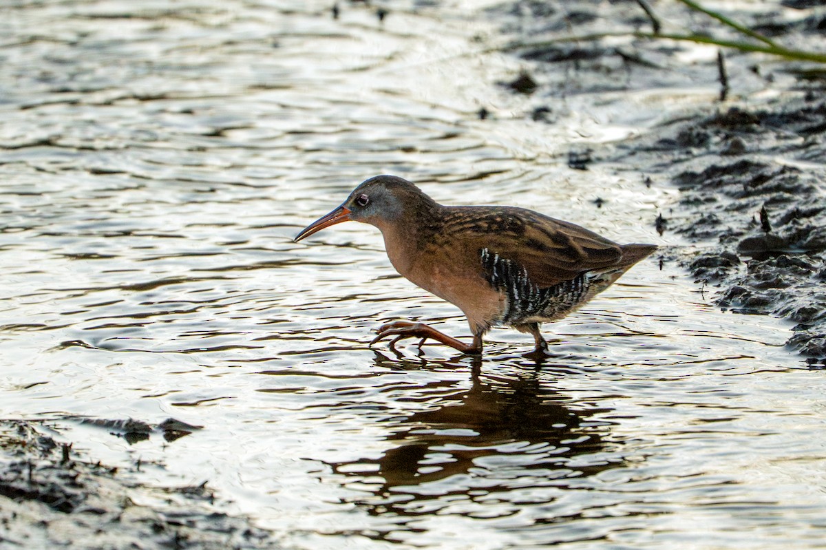 Пастушок віргінський - ML645080829