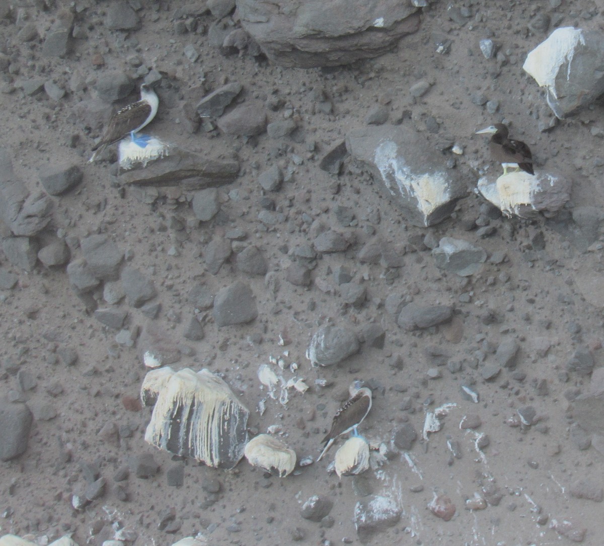 Cocos Booby - ML645080837