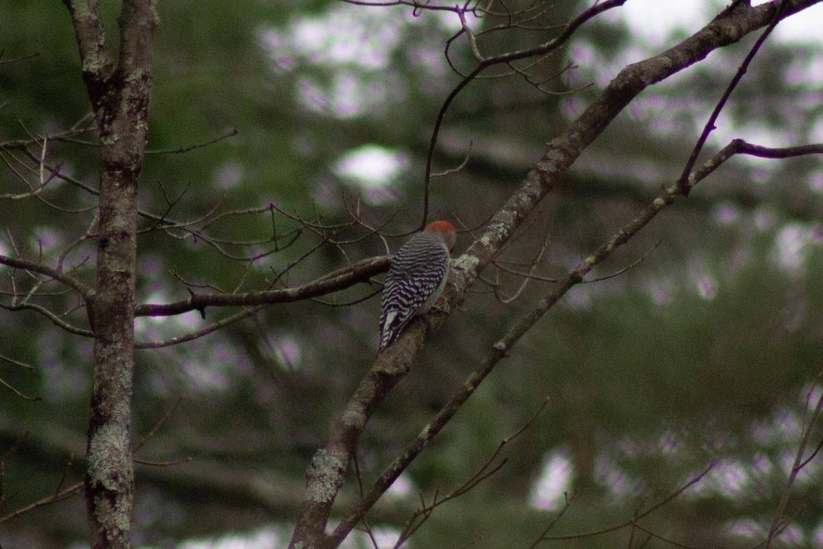 Red-bellied Woodpecker - ML645080843