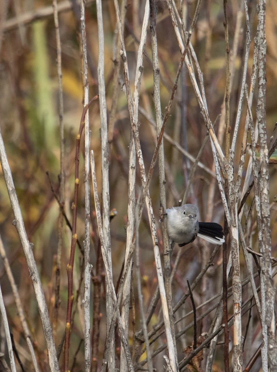 Blue-gray Gnatcatcher - ML645080857
