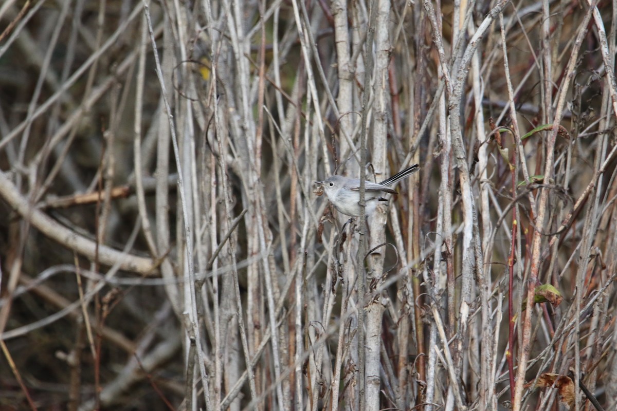 Blue-gray Gnatcatcher - ML645080858