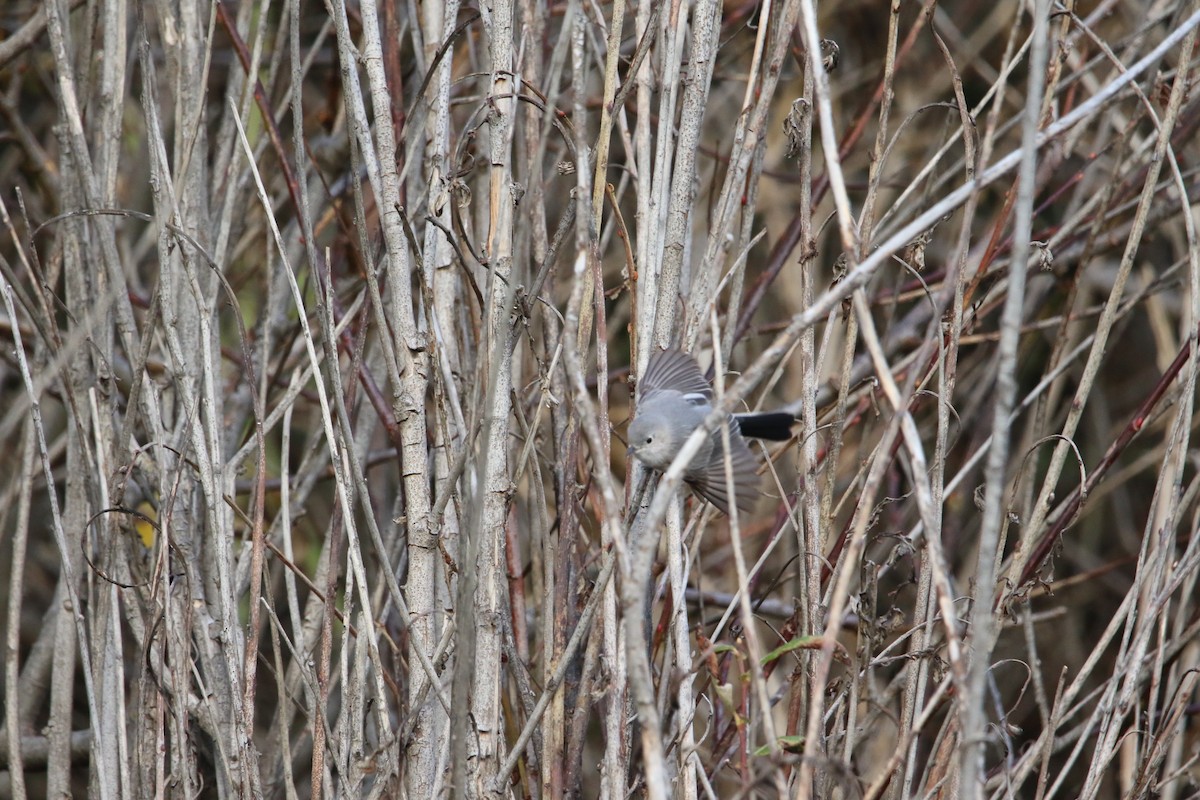Blue-gray Gnatcatcher - ML645080859