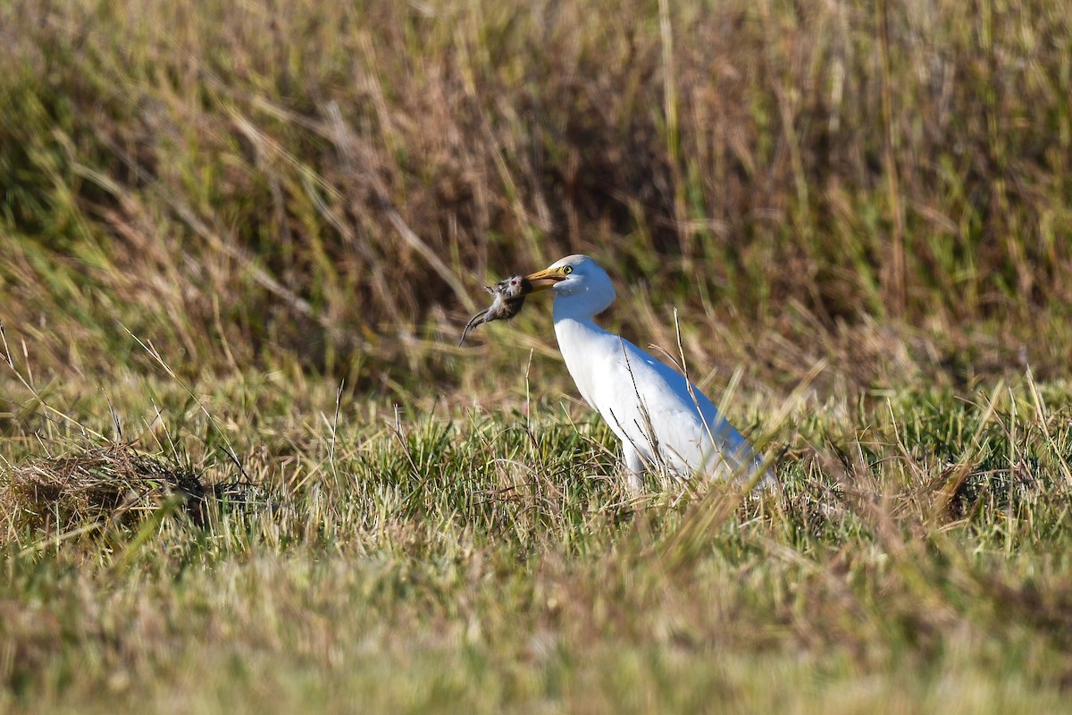 Western Cattle-Egret - ML645080867