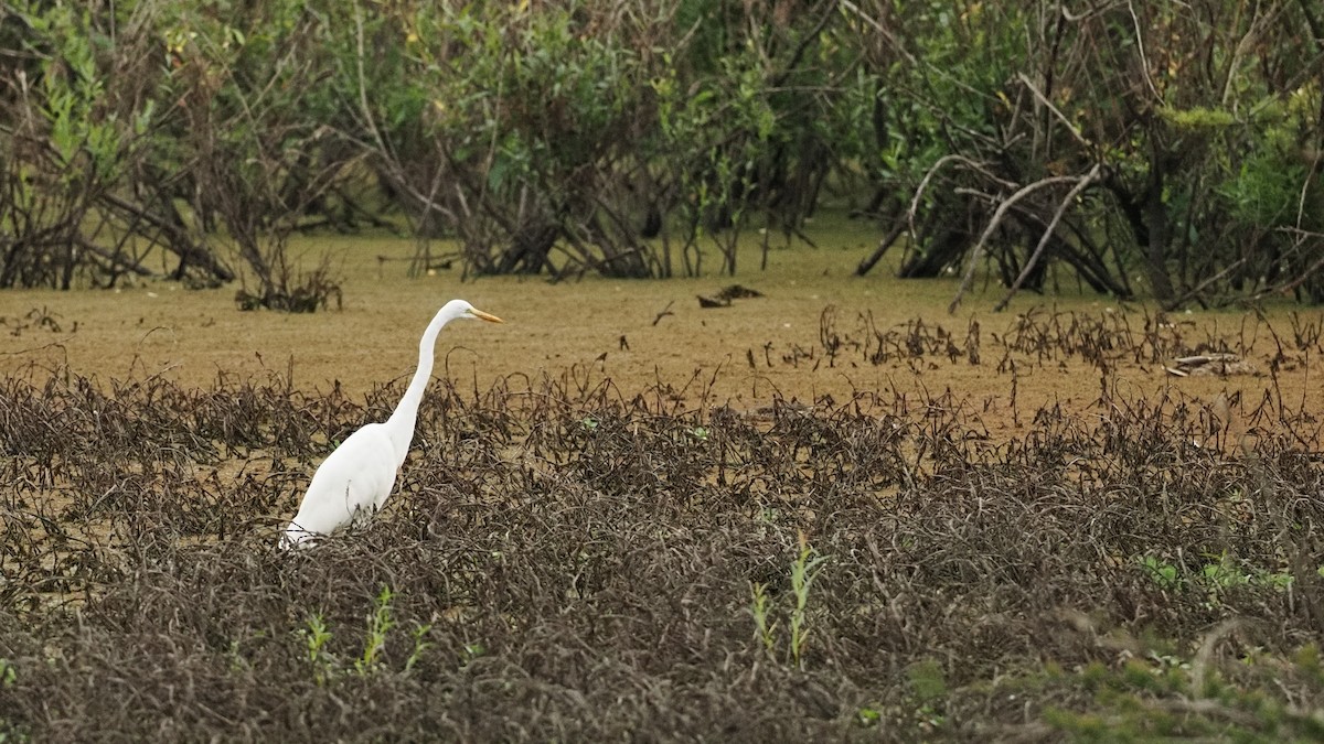 Great Egret - ML645080873